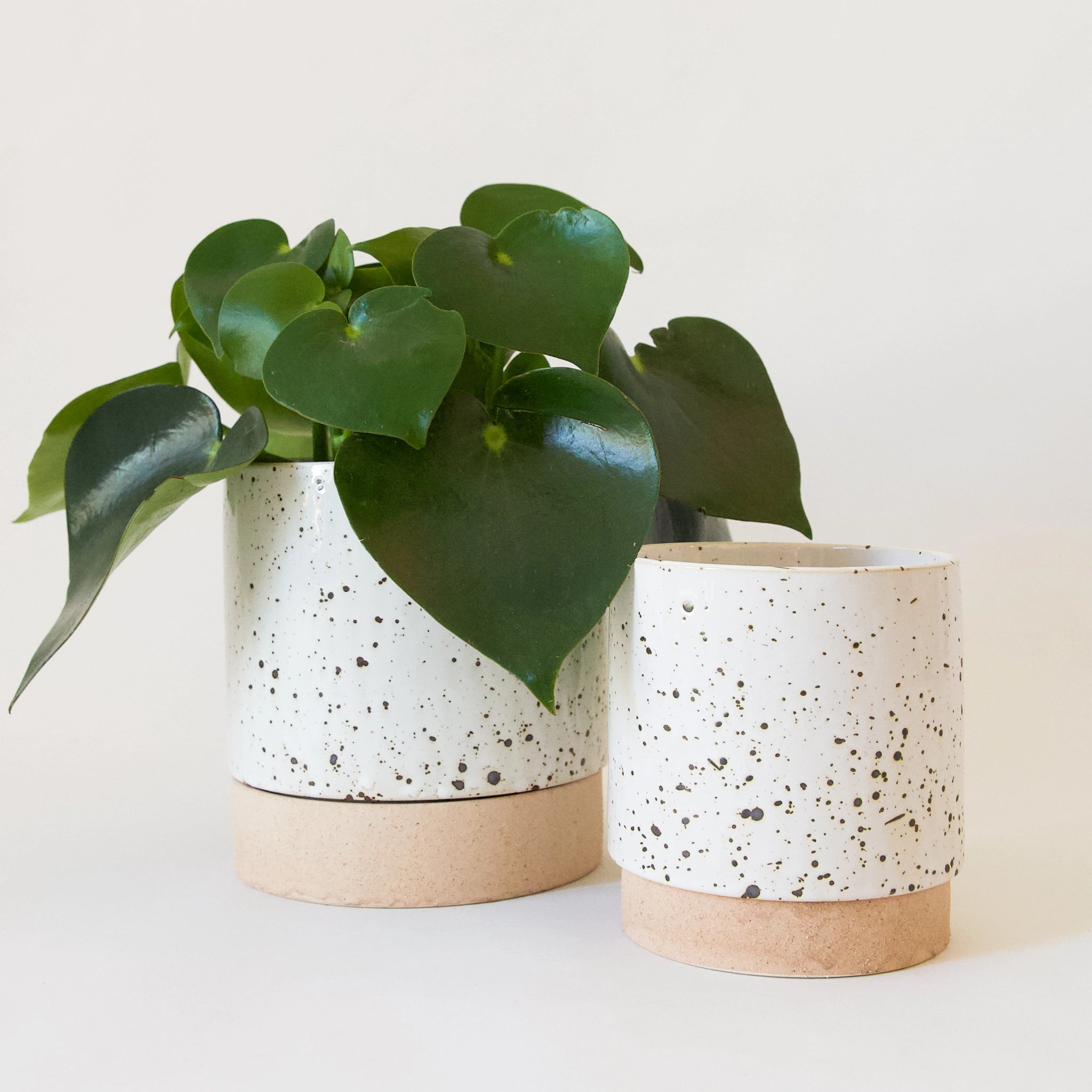 two pots, a small and large, feature dark speckles on a white glaze finish. both have a stoneware base. the large pot is filled with a lush green plant.