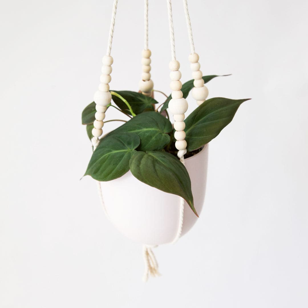 Hanging in front of a white background is macrame plant hanger with tan beads. Inside the plant hanger is a rounded white pot. There is a philodendron mican inside the pot. The plant has dark green leaves that are pointed at the top.