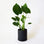 On a white background is a black ceramic planter with a removable tray for watering. The planter is photographed with a green house plant that is not included with purchase. 