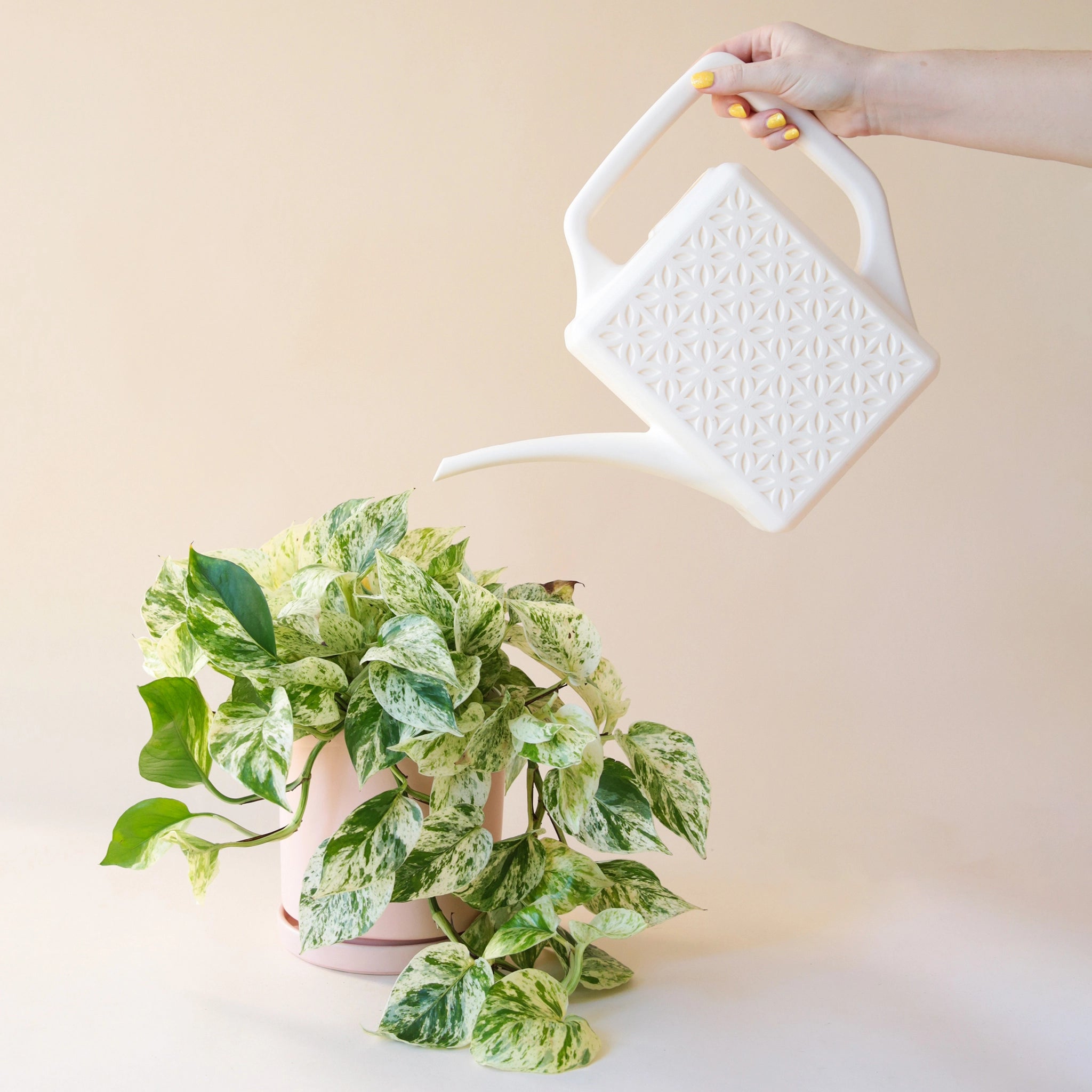 An ivory plastic watering can with a narrow spout and square handle and a rectangle breeze block design on the sides.   This particular image shows a hand pouring the watering can onto a beautiufl marbled pothos plant in a soft pink pot.