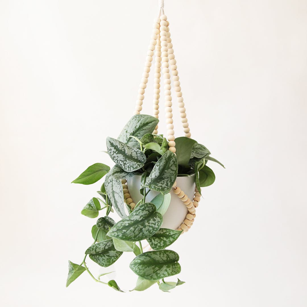 Wooden bead plant hanger holding white pot with vines leafy plant.