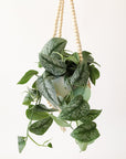 Wooden bead plant hanger holding white pot with vines leafy plant.