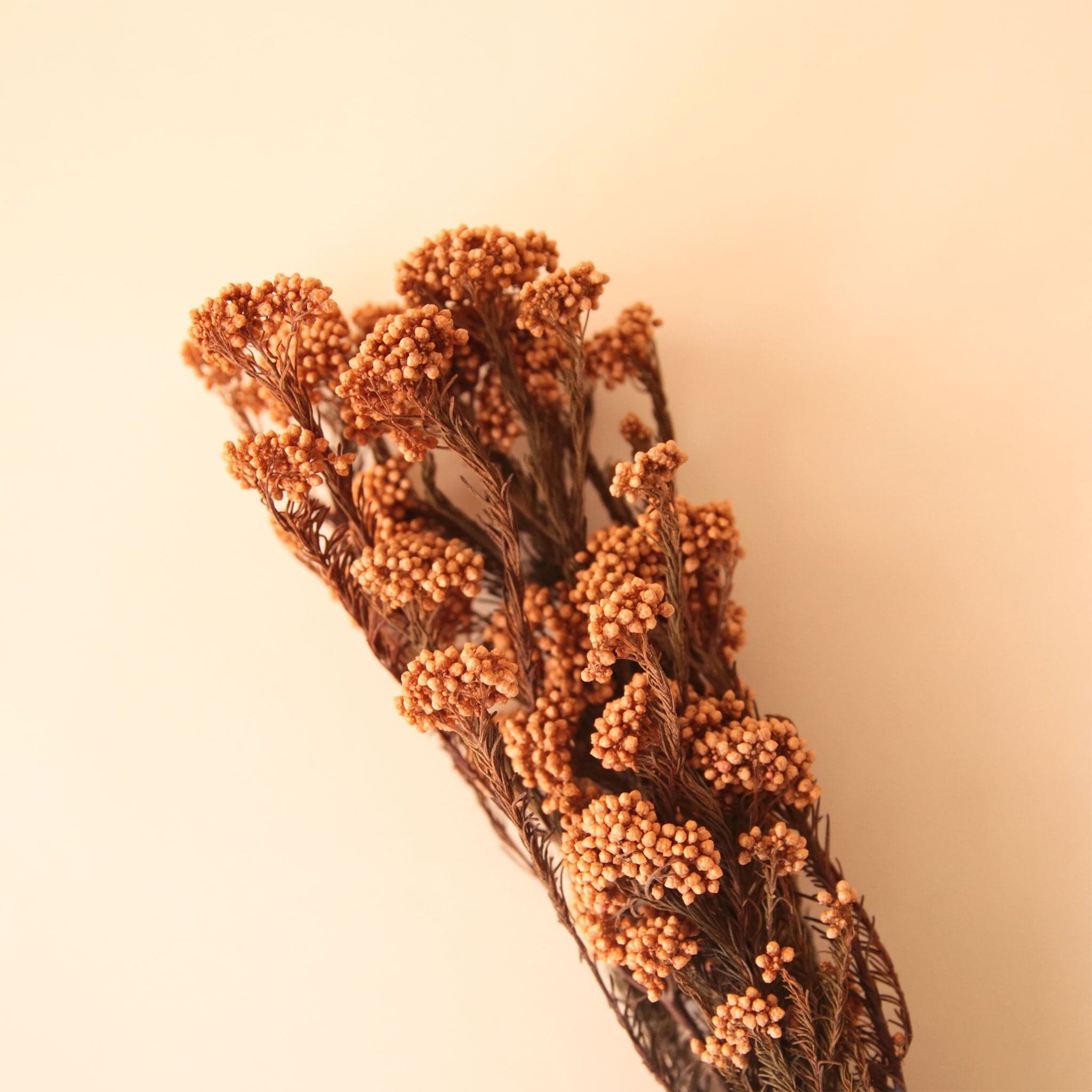 Stems of dried orange flowers that are clusters of small flowers per stem.