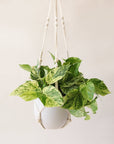 Hanging in front of a white background is a macrame plant hanger. Inside the plant hanger is a white pot with a rounded bottom. Inside the pot is a yellow and green variegated pothos. 