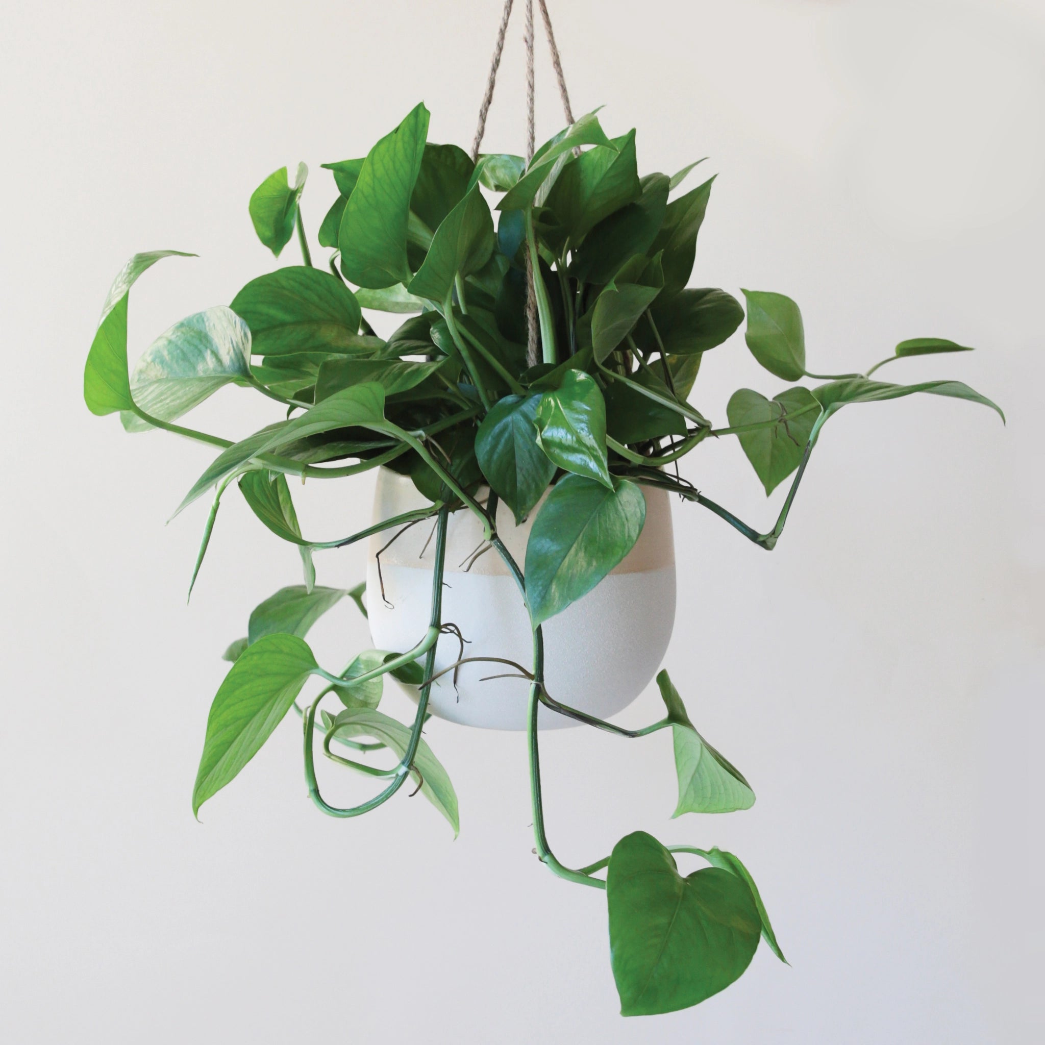 The larger neutral ceramic hanging planter with rounded sides and a flat bottom along with a half cream half tan design and three jute strings as the hangers and photographed with a green viney house plant.