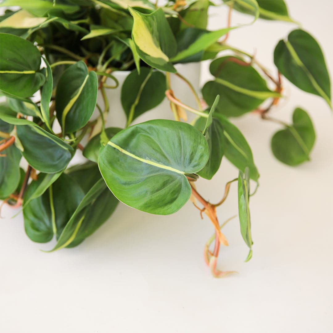 In front of a white background is a close up of a philodendron Brazil. The vines of the plant are dark orange. The leaves are small and wide with a pointed top. The leaves are light green with a neon green stripe down the middle. 