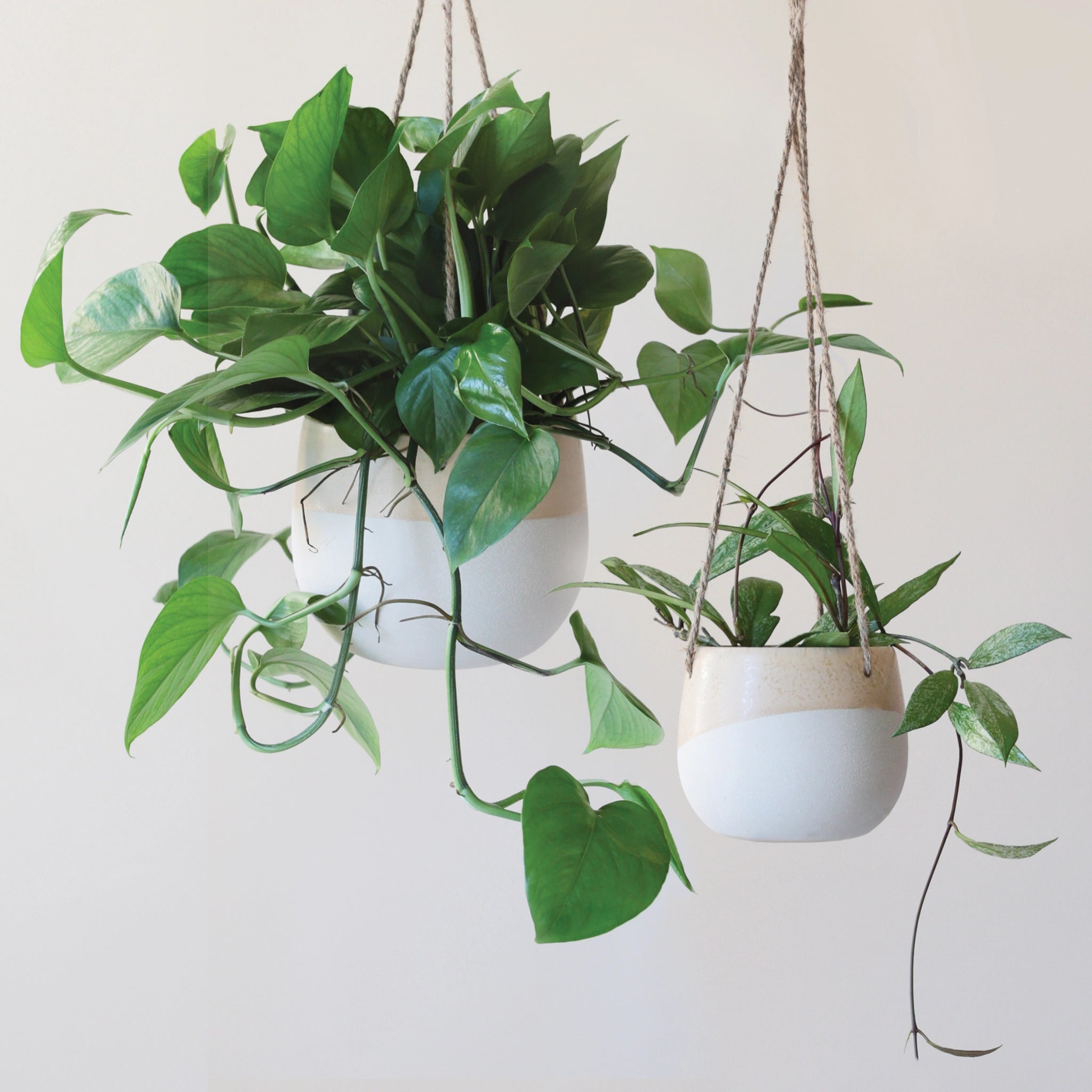 Two neutral ceramic hanging planters with rounded sides and a flat bottom along with a half cream half tan design on them and three jute strings as the hangers. These pots are photographed with green viney house plants.