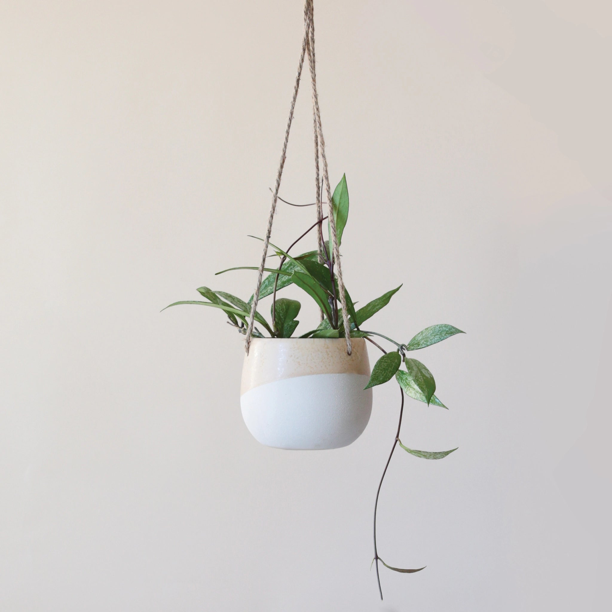 The smaller neutral ceramic hanging planter with rounded sides and a flat bottom along with a half cream half tan design and three jute strings as the hangers and photographed with a green viney house plant.