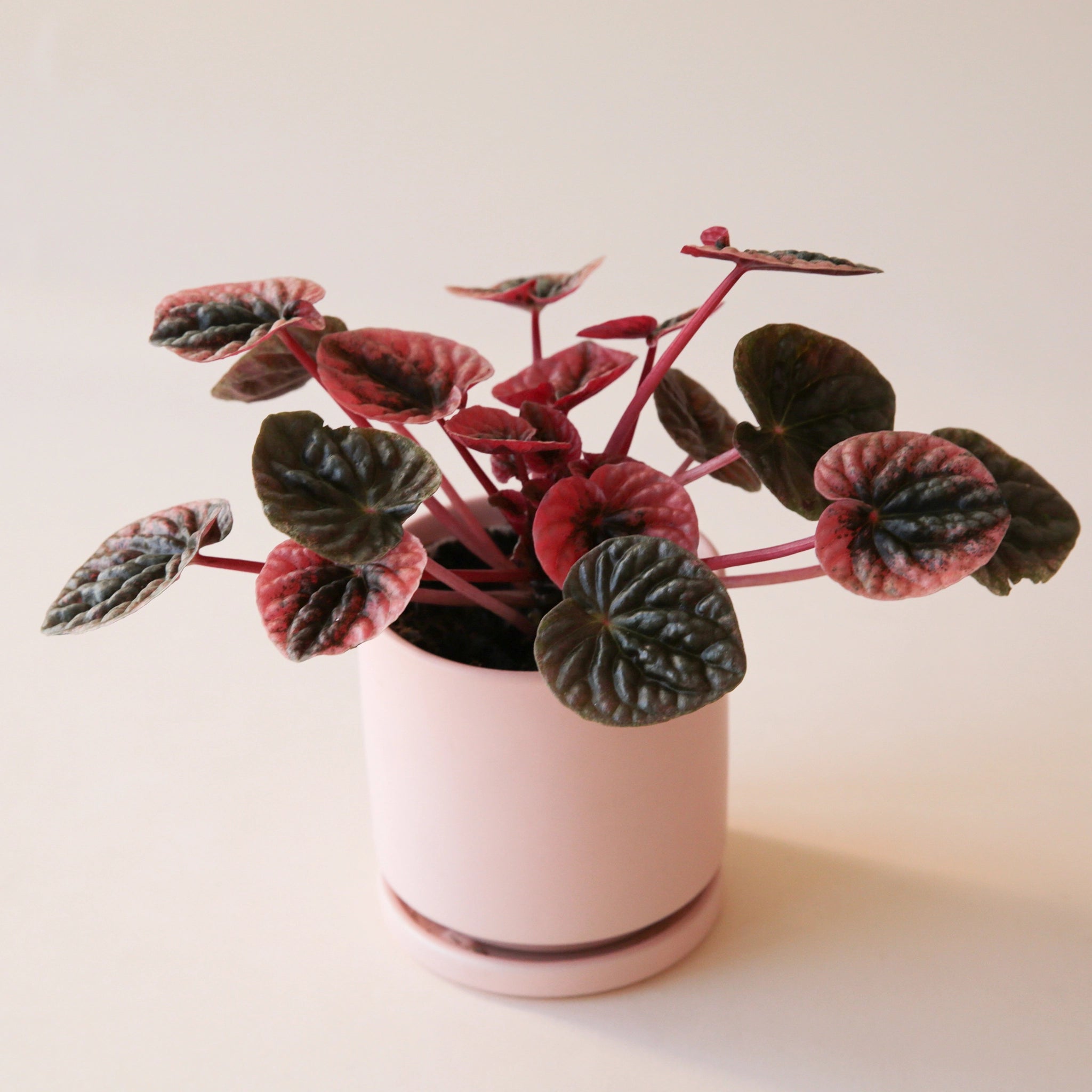 On a neutral background is a Peperomia Ambricos planted in a light pink ceramic planter not indulged with purchase.