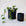 On a cream background is two different sized black ceramic pots with removable trays for watering as well as a Hoya house plant inside that is not included with purchase. 