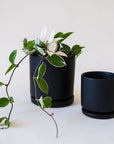 On a cream background is two different sized black ceramic pots with removable trays for watering as well as a Hoya house plant inside that is not included with purchase. 