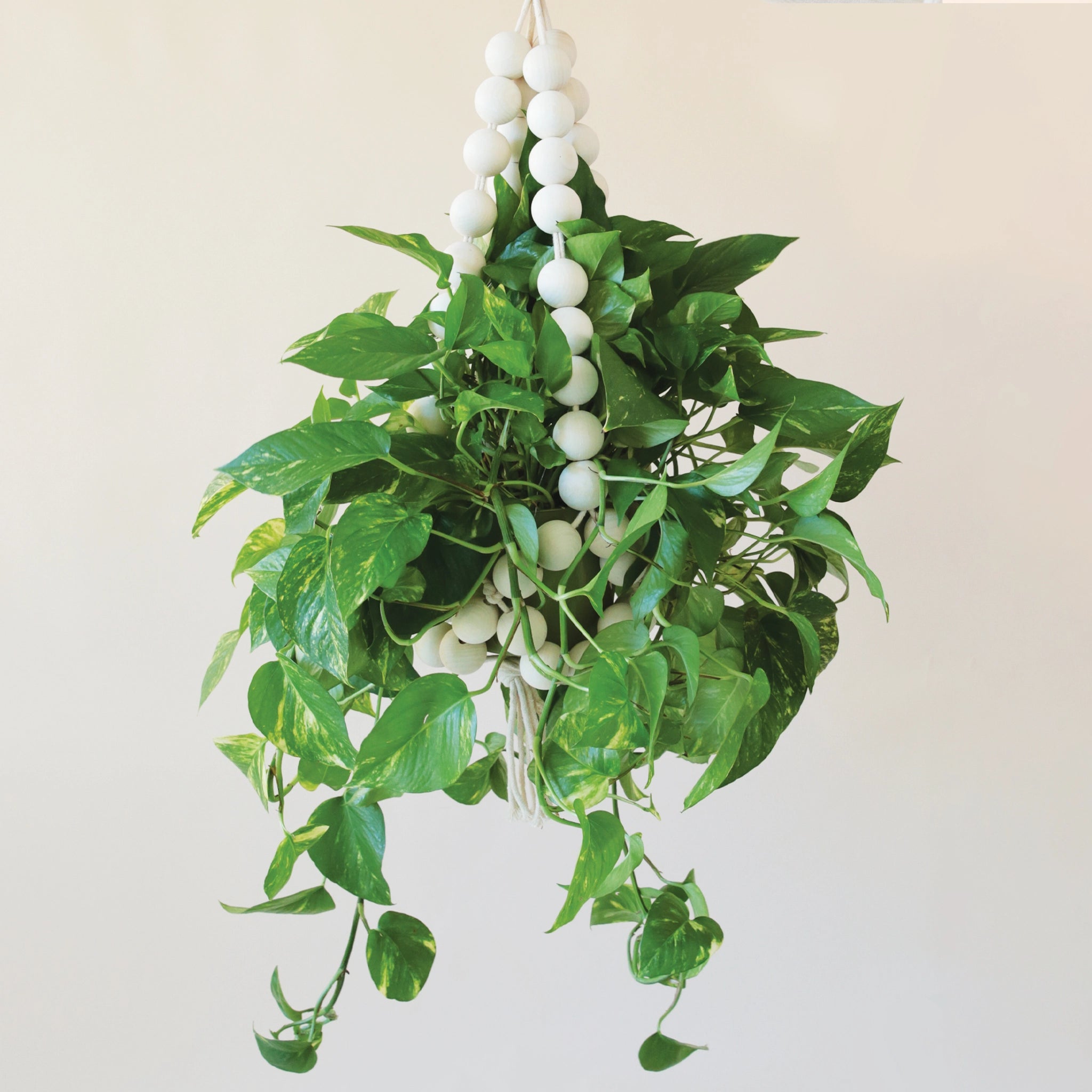 A plant hanger made of large round wooden beads forming a basket shape and coming together at the top to hang. There is a green leafy pothos inside the plant hanger that is not included with purchase.