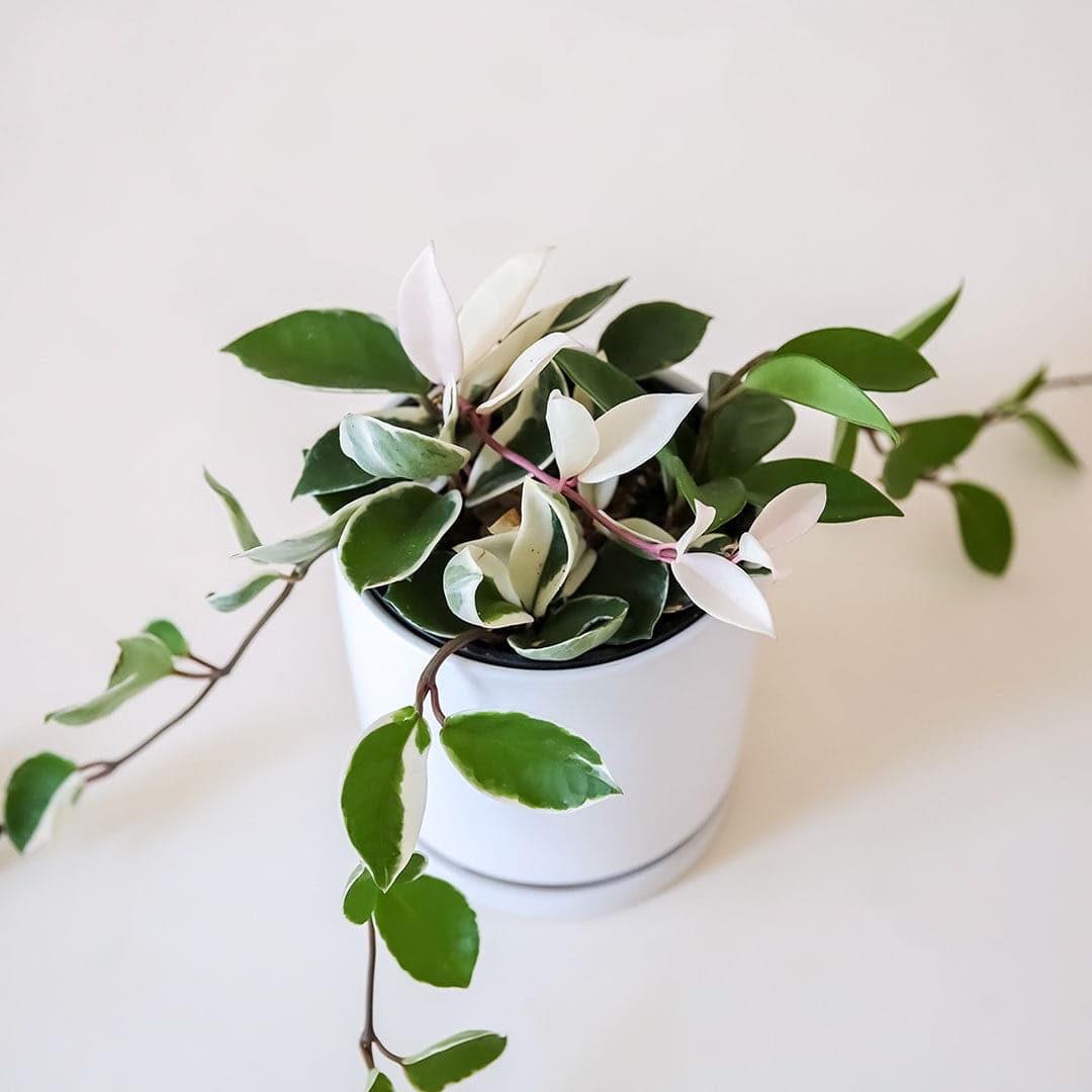 Plant with emerald green and white variegated leaves and long, branching purple vines. The plant is potted in a classic white ceramic pot and dish.