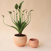 On a peach background is two different sized terracotta circle planters with a green house plant in the larger one.  
