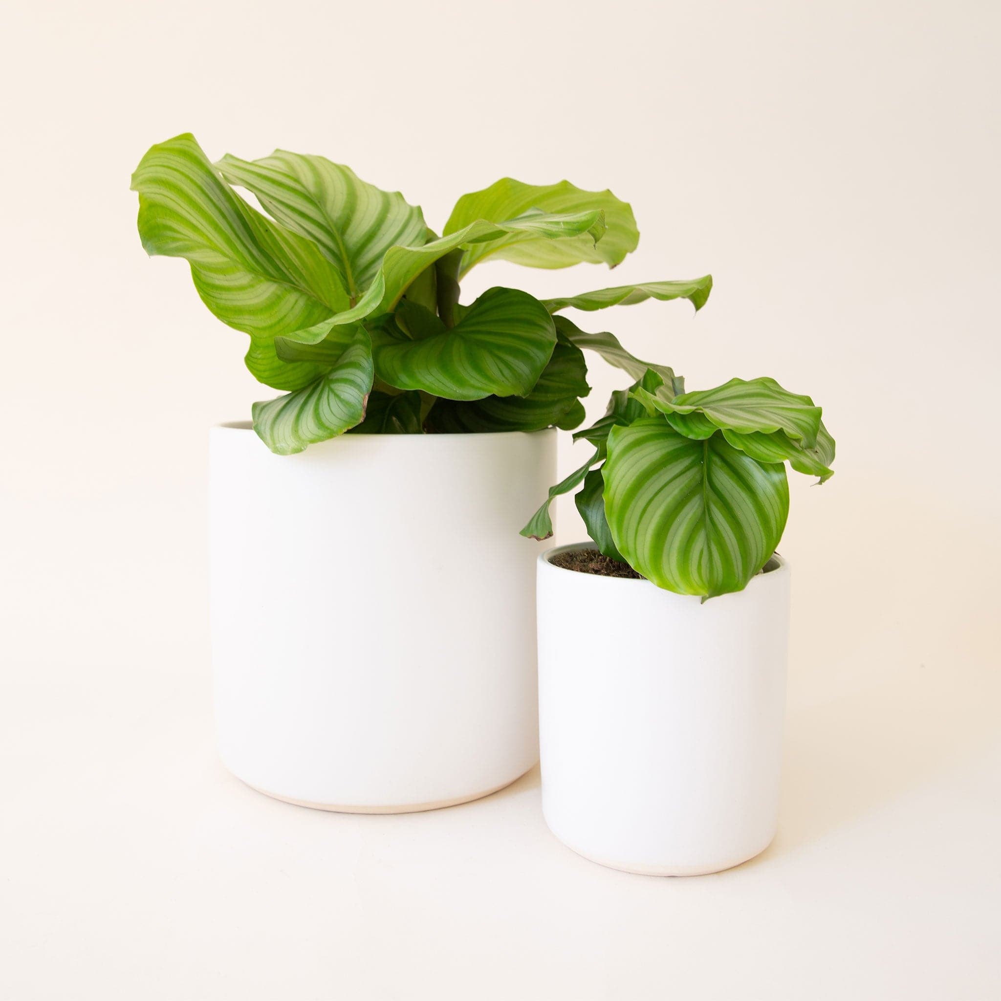 Two wide-leafed plants potted in soldi white pots. Each leaf is filled with pale green and rich green stripes. The pot to the left is larger and the pot to the right is smaller. 