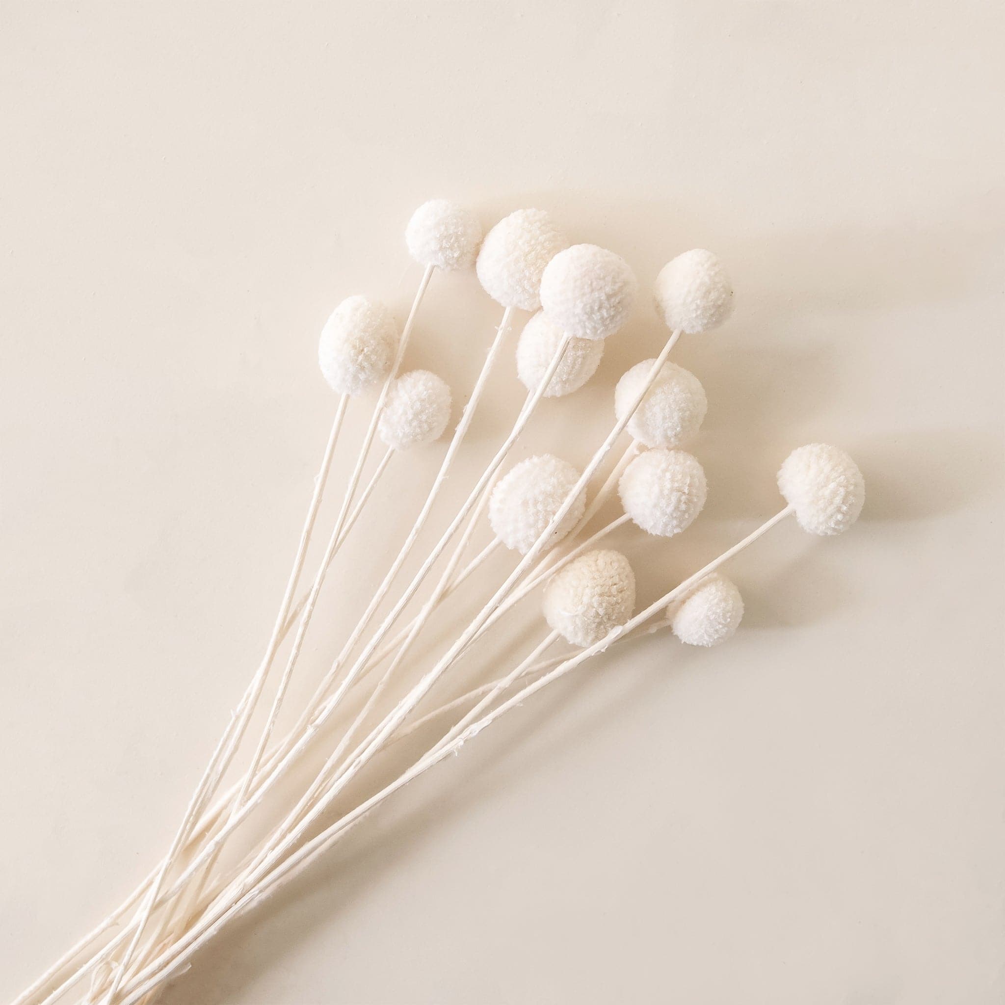 A bundle of off-white long sticks with fuzzy balls on top.