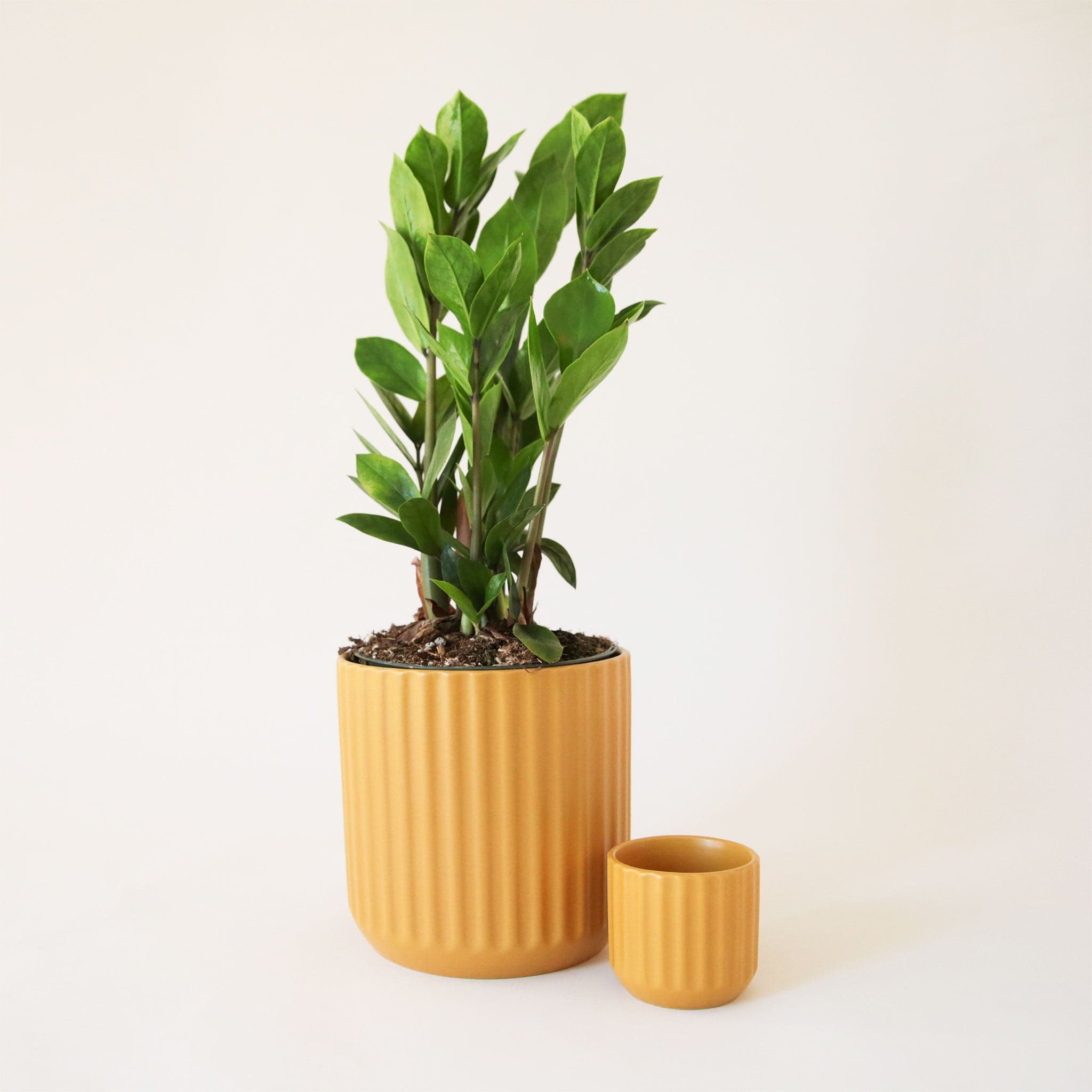 One large and one small honey colored pot with ribbed textured exterior. The larger of the two pots is filled with a tall leafy plant. 