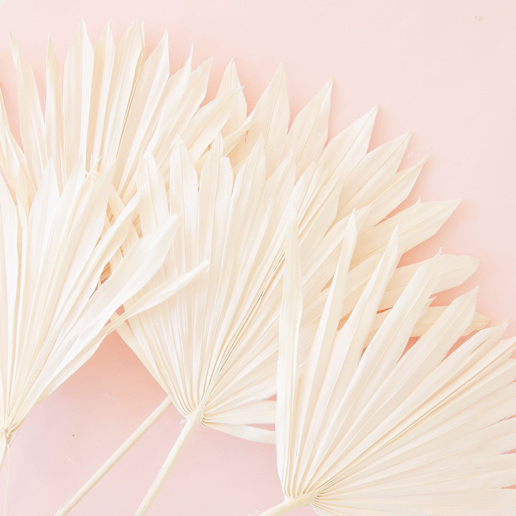 Five white dried palm stems on a pink background. 