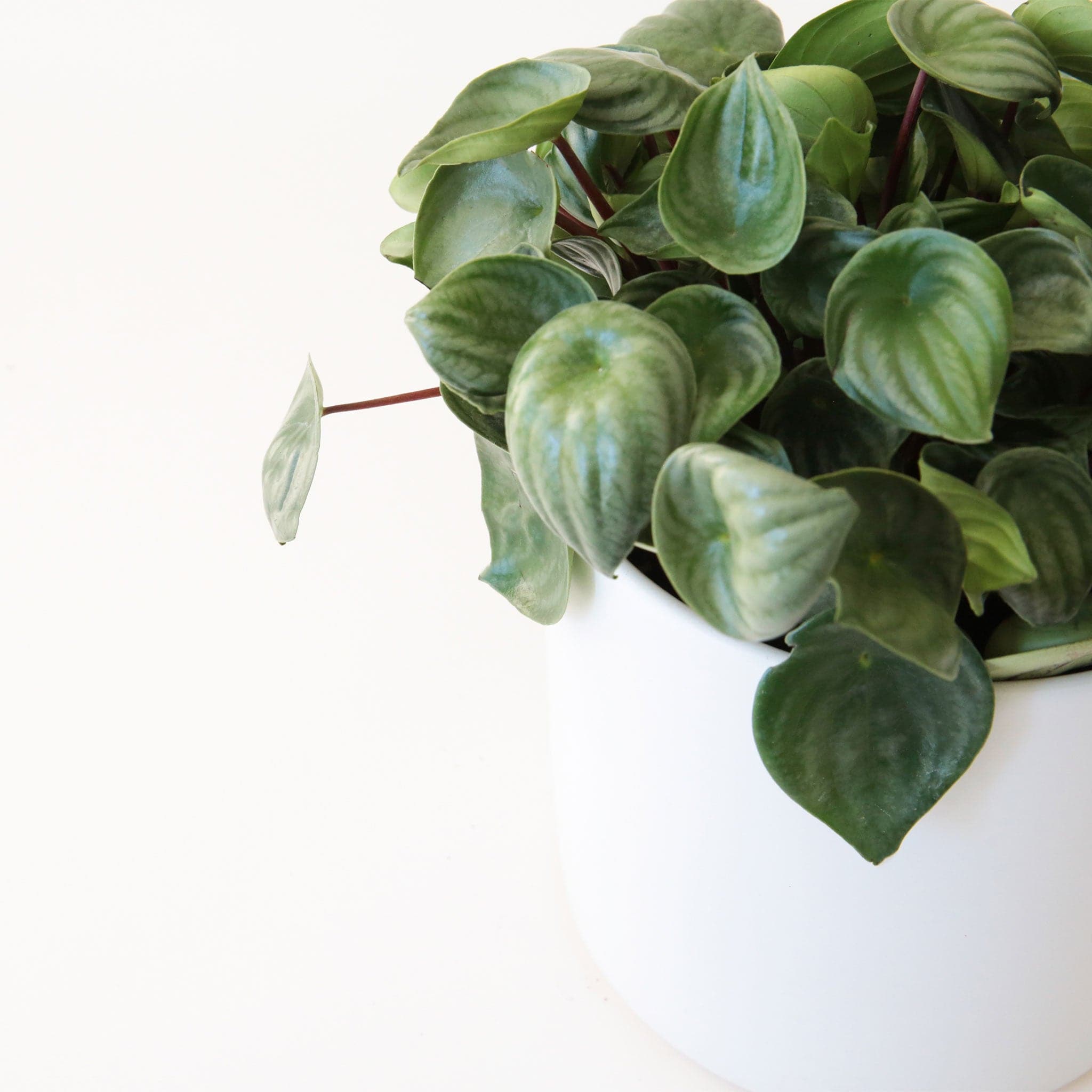 In front of a white background is a close up picture of a peperomia watermelon. The stems are dark red with a dark green leaf at the end. The leaves all have a light silver line design on them. 