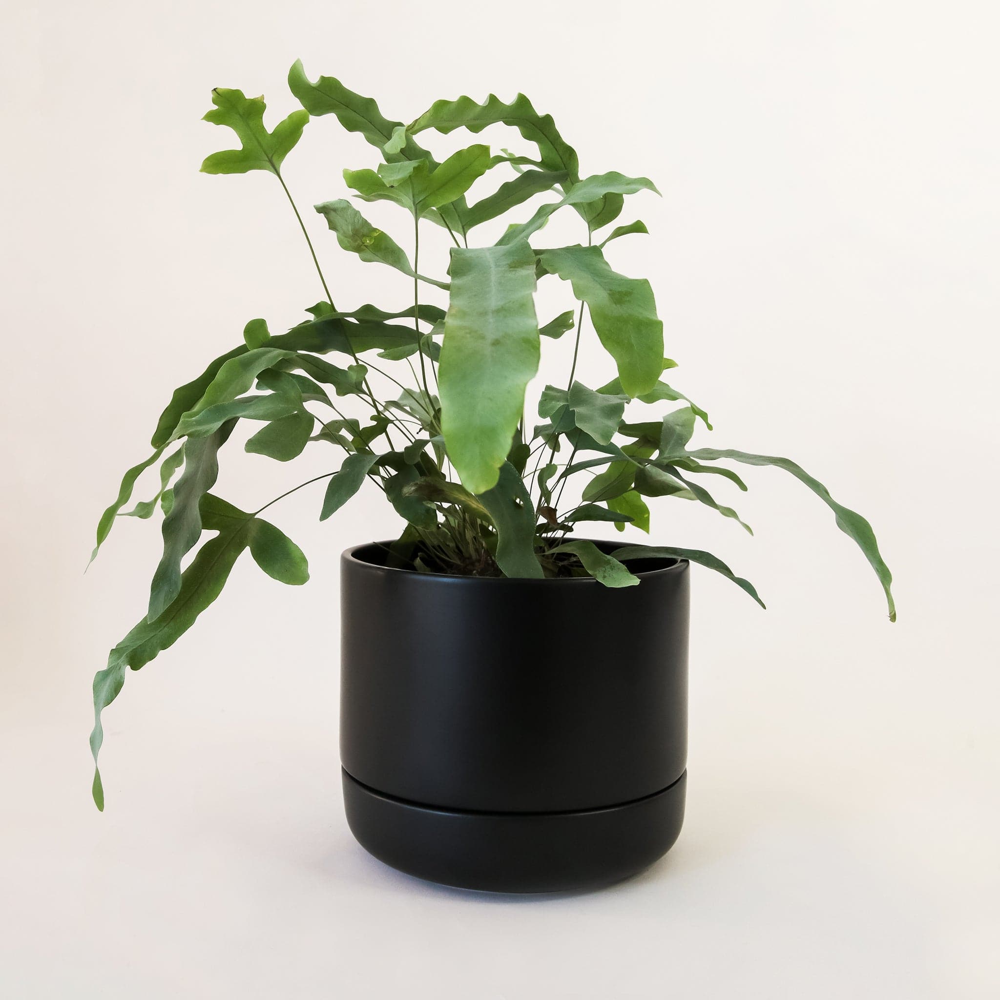 Franklin Matte black self watering planter with plant