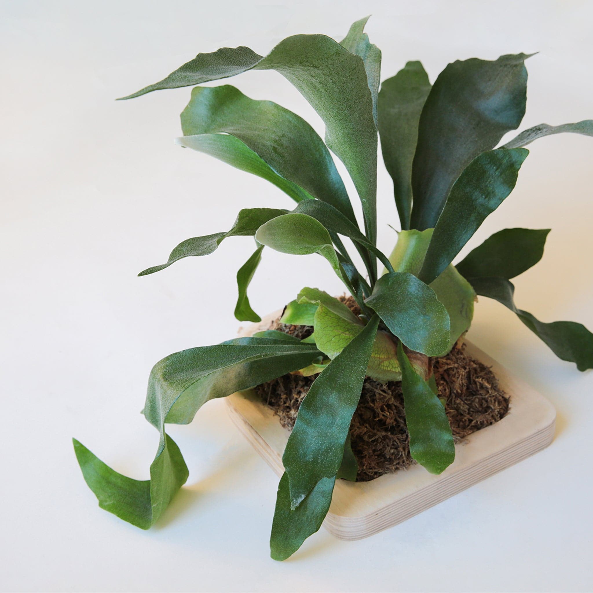 Against a white background is the top view of a mounted staghorn fern. The fern is mounted to a peach colored, arch frame. The inside of the frame is brown with long, dark green leaves. The middle leaves are sticking straight up and the side leaves drape down. 