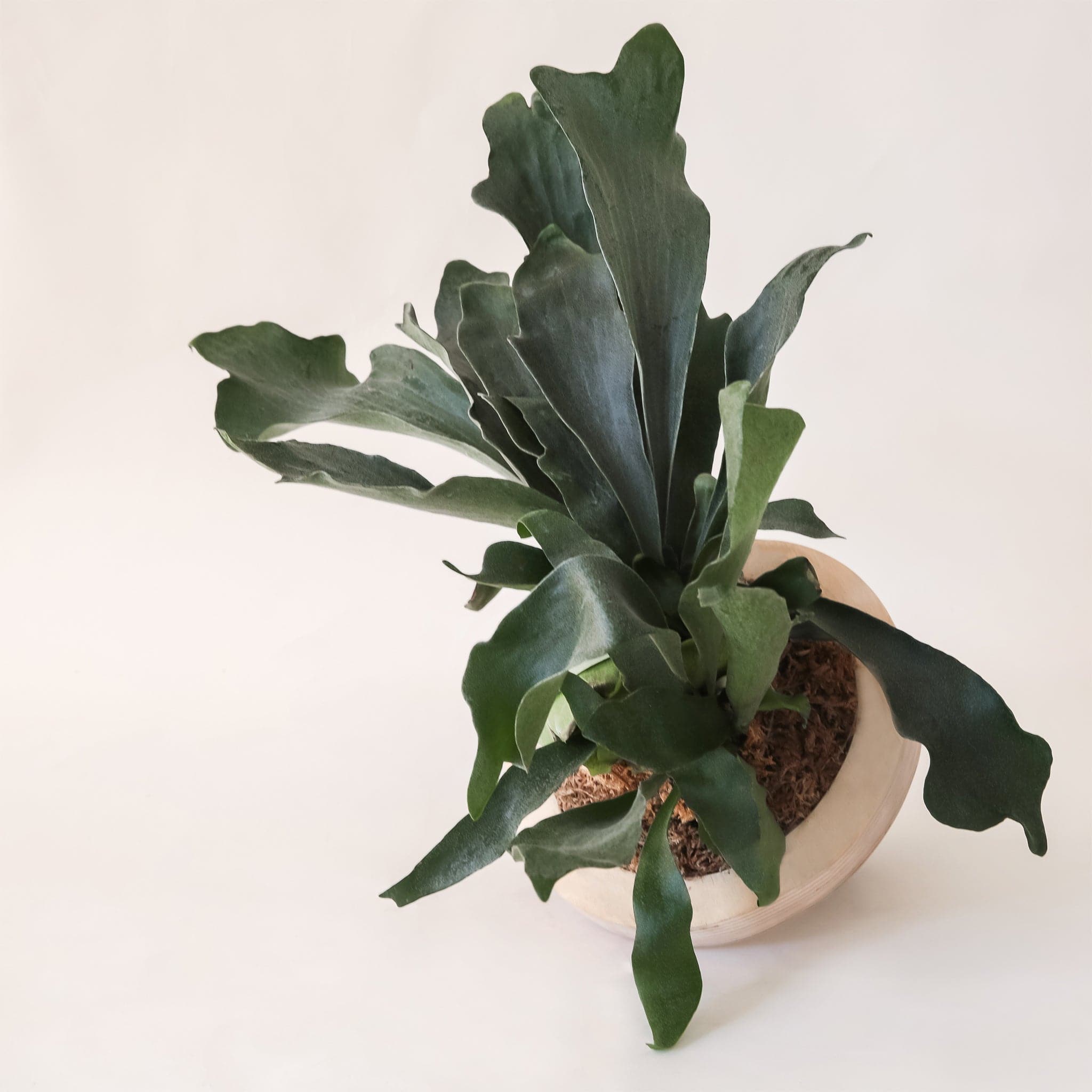 Against a white background is the top view of a mounted staghorn fern. The fern is mounted to a peach colored, round frame. The inside of the frame is brown with long, dark green leaves. The middle leaves are sticking straight up and the side leaves drape down. 