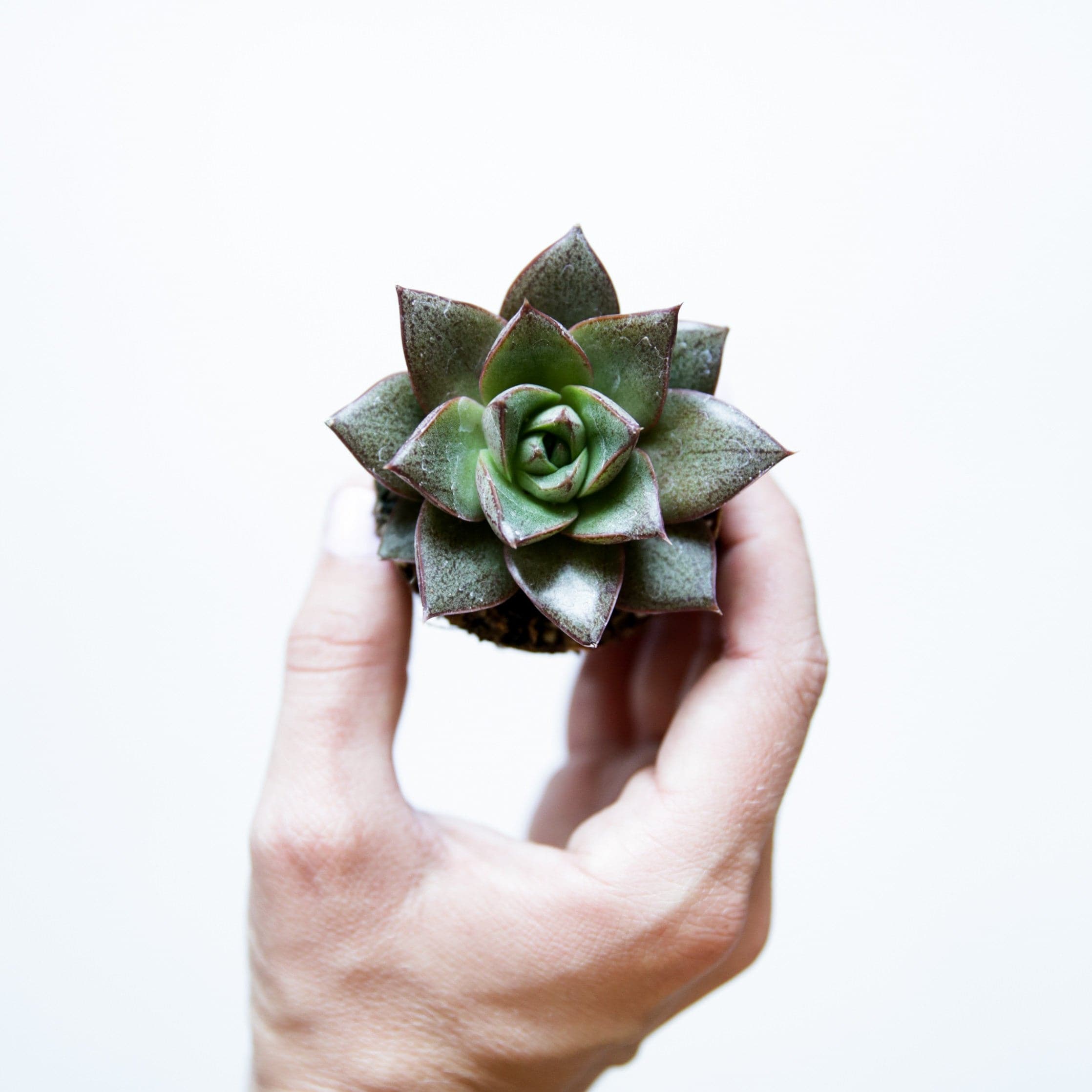 eye succulent Echeveria