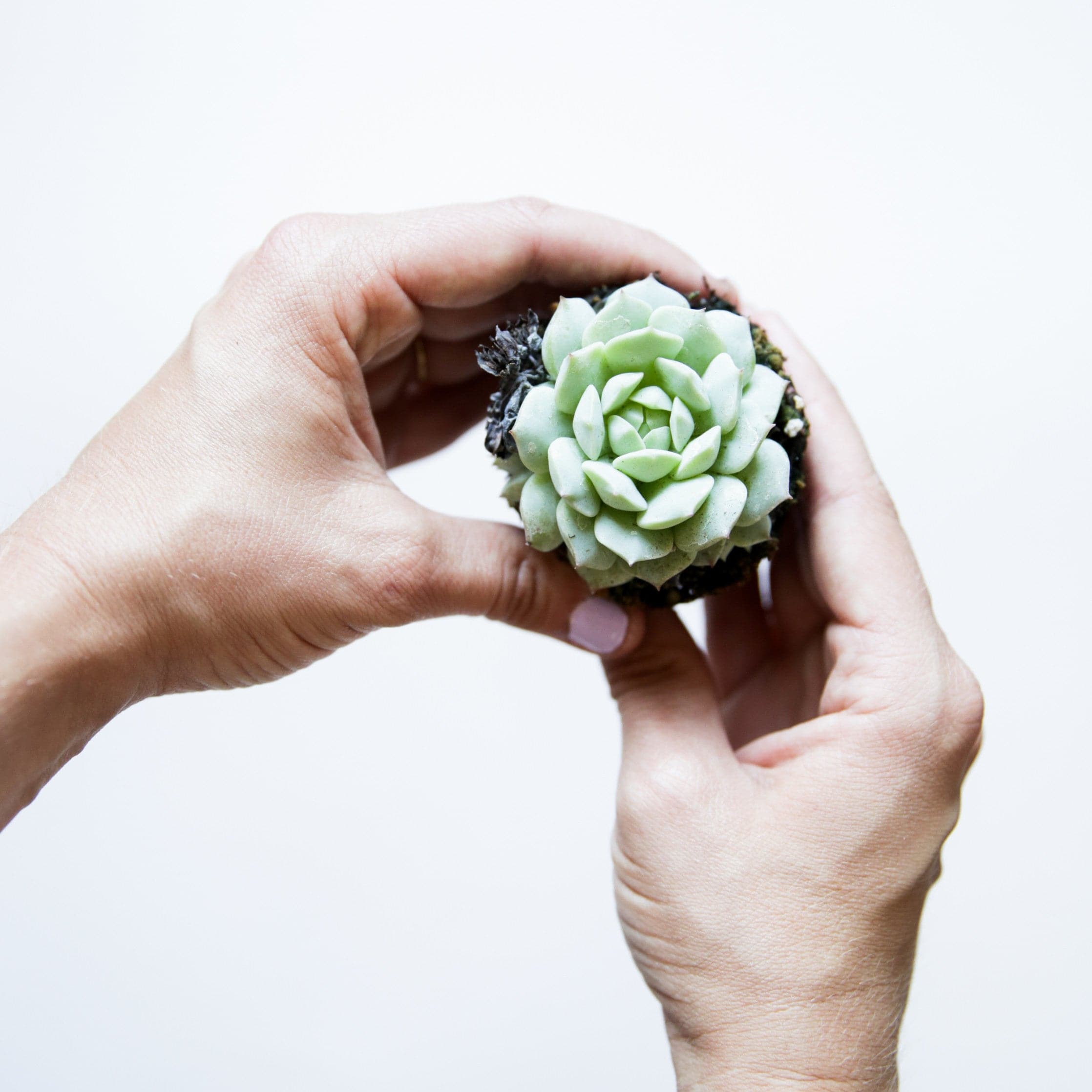 In front of a white background is a pair of hands holding a succulent. The succulent has small sage green leaves that are in five layers. The leaves in each layer gets bigger towards the outside. 