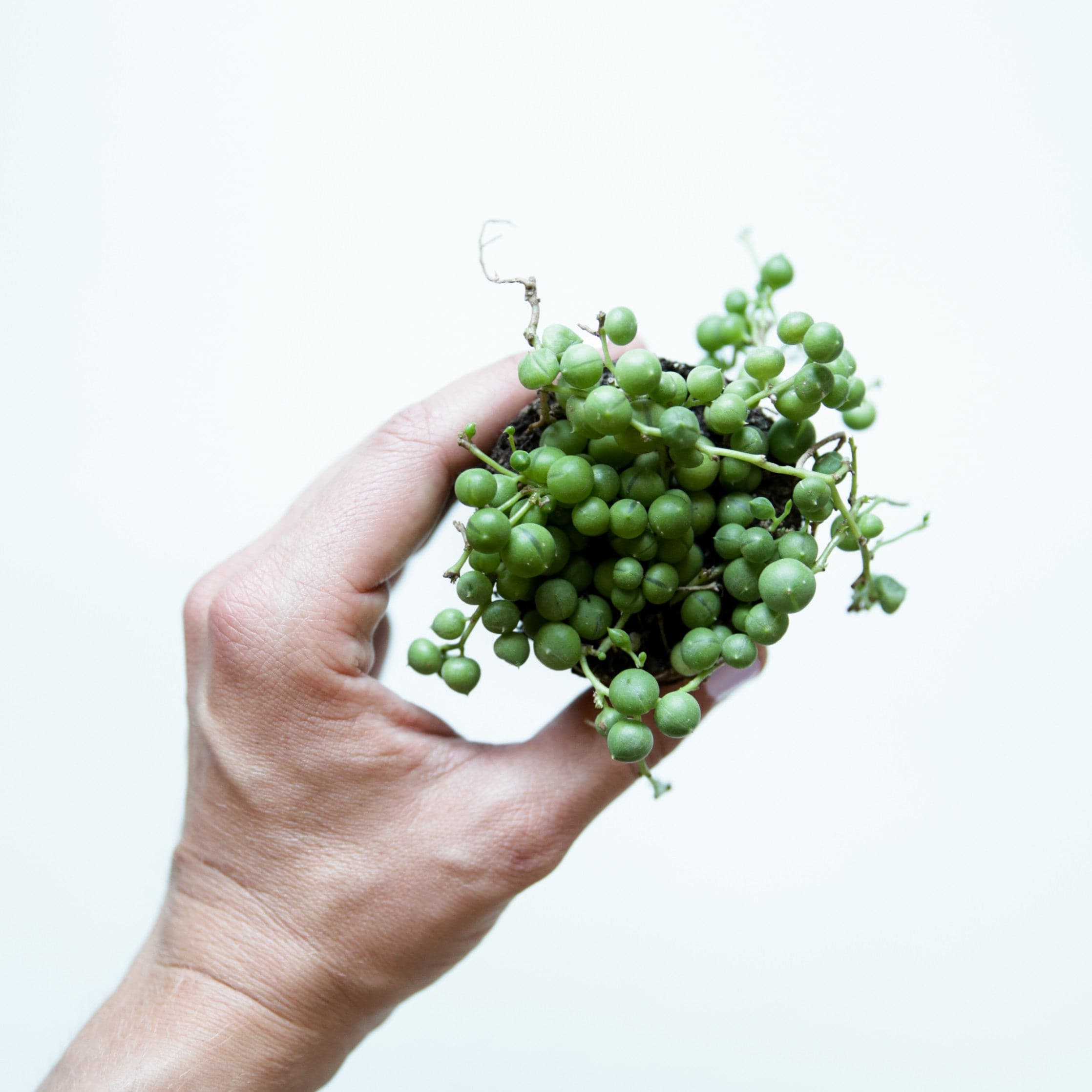 In front of a white background is a hand holding a small succulent. The top of the plant is facing forward. There are long, skinny vines with green balls attached to all of the vines. 