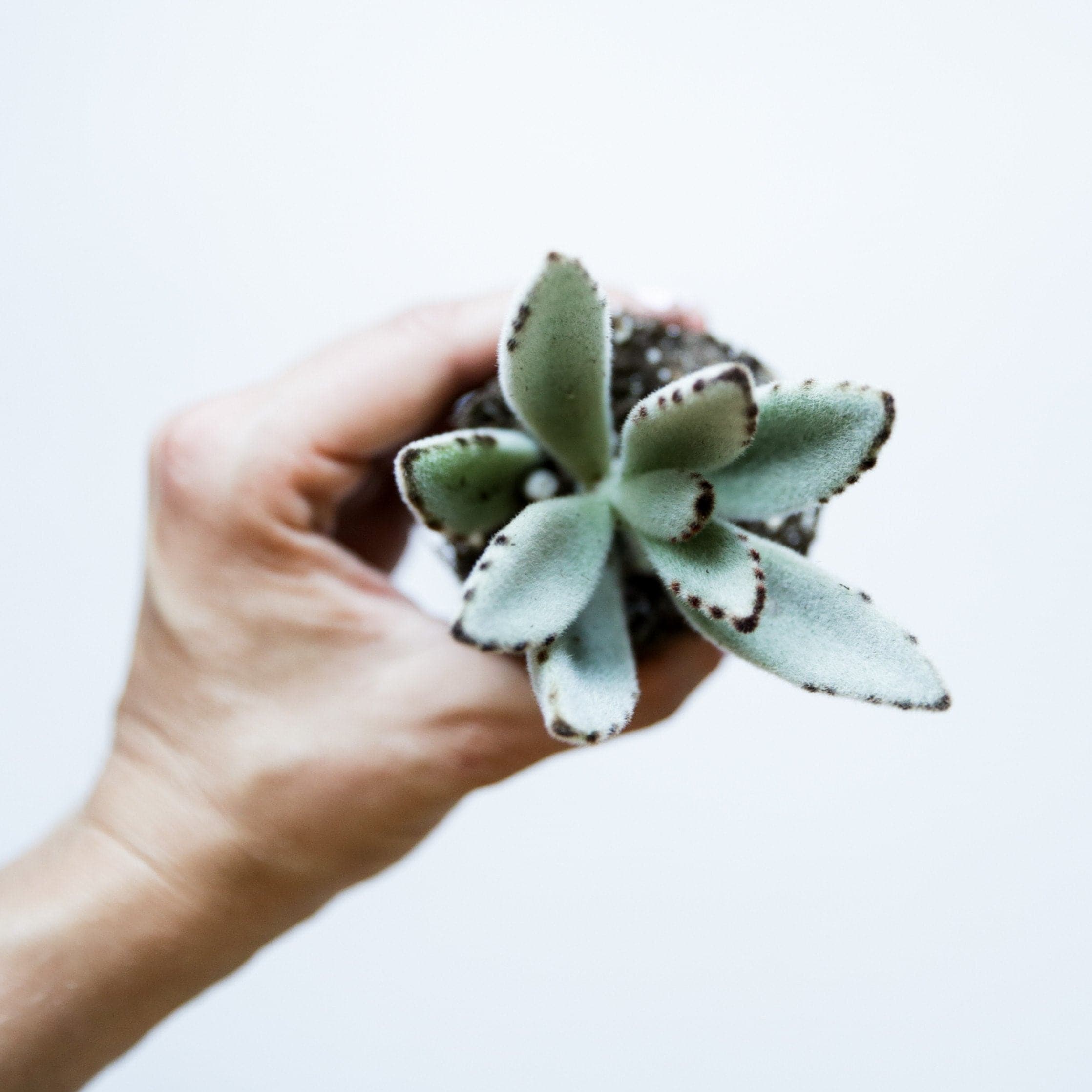 In front of a white background is a hand holding a succulent. The leaves are sage green with brown specks around the border. 