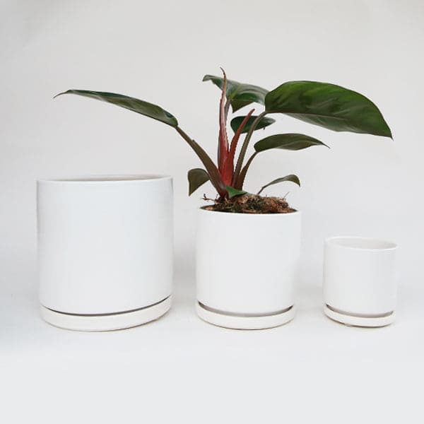 On a white background is three different sized ceramic planters with removable trays at the bottom for watering. In this photo, the medium size of the planters is holding a house plant inside.