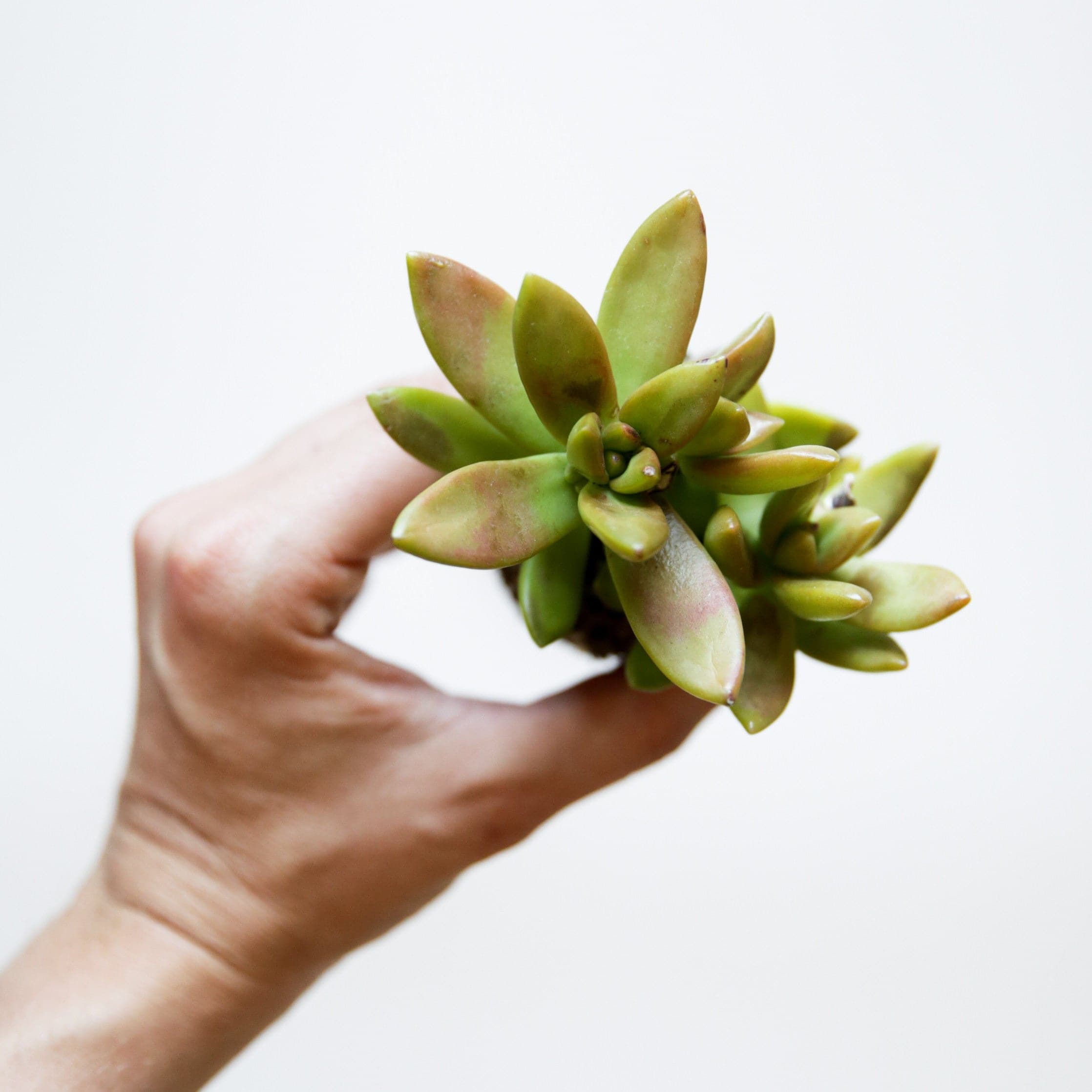 On a white background is a models hand holding up a Golden Sedum succulent.