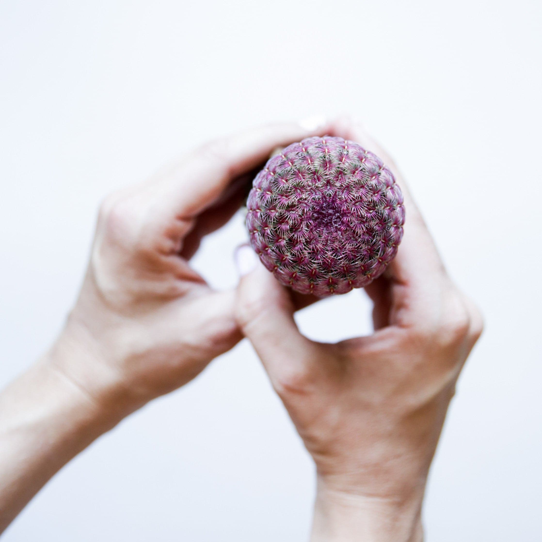 In front of a white background is the birds eye view of a pair of hands holding a round cactus. The cactus is maroon and green. 