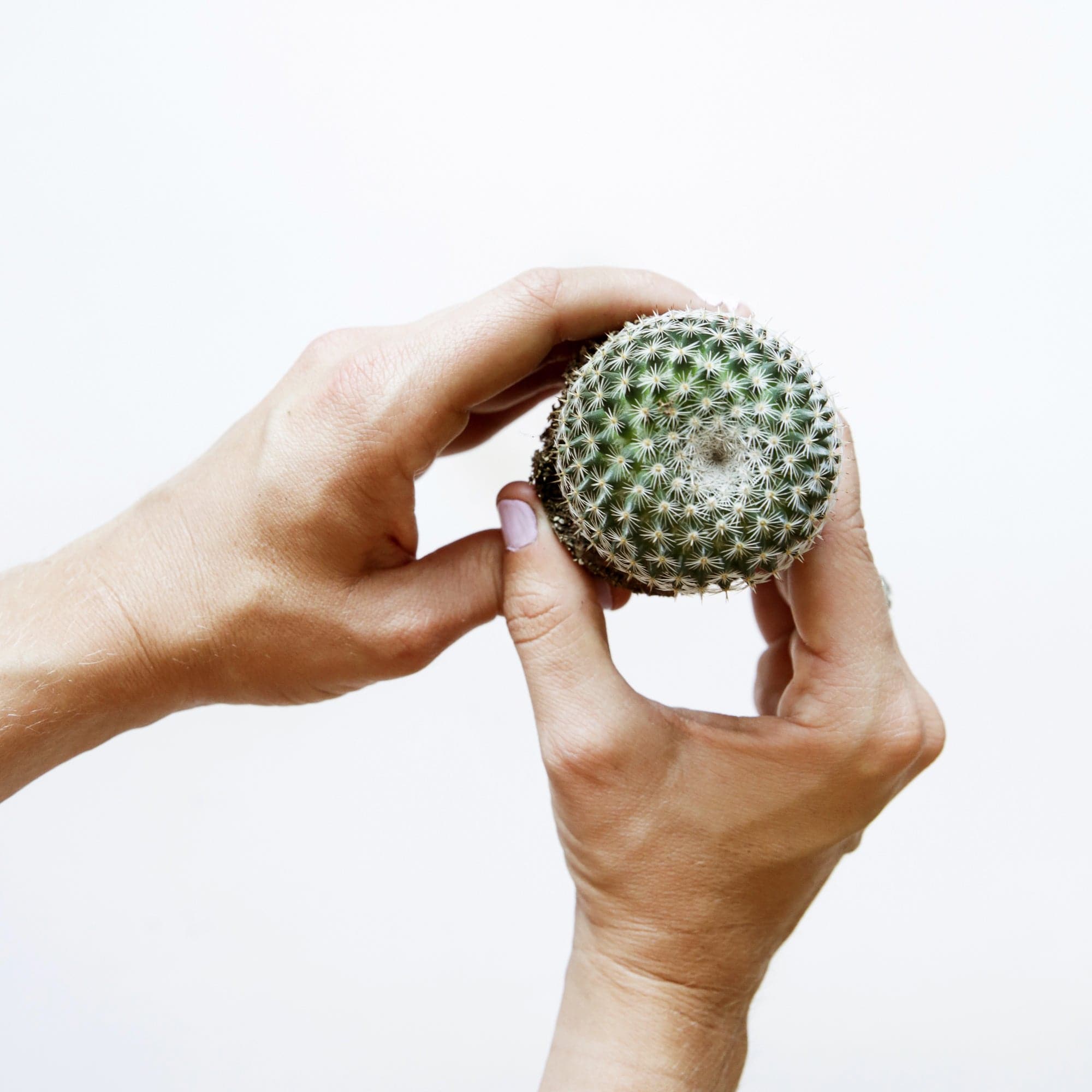 On a white background is a model&#39;s hands holding a Mammillaria Elegant Cactus. 