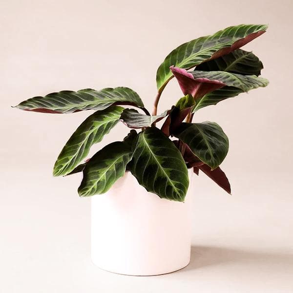 A 6 inch Calathea Warscewiczii house plant photographed in front of a cream background and placed inside of a white ceramic pot.