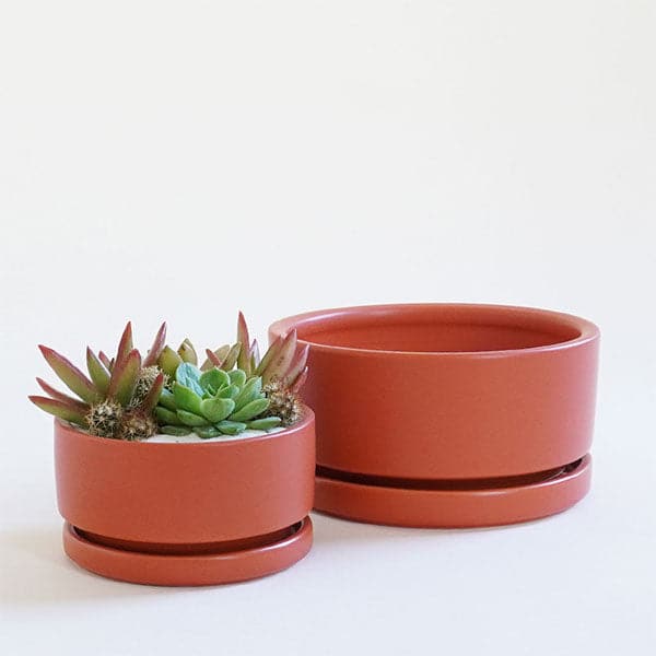 On a white background is two different sized low profile rust colored ceramic planter with a removable tray and filled with a succulent and cacti arrangement that is not included with purchase.