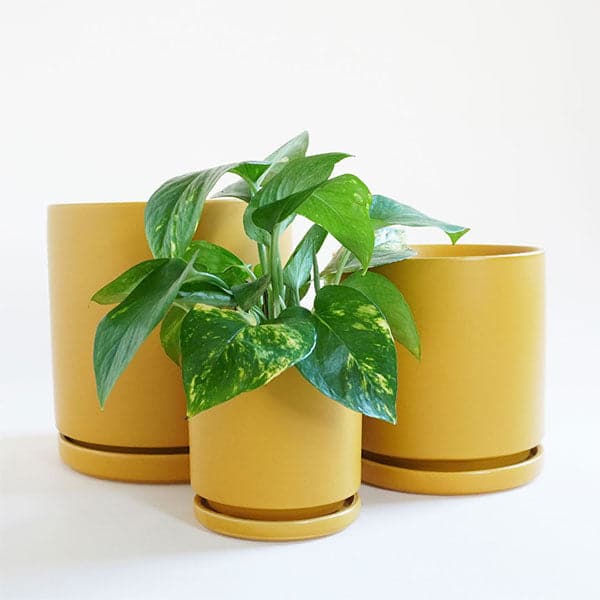On a cream background is three different sized ceramic pots with removable water trays and one is filled with a green pothos plant. 