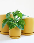 On a cream background is three different sized ceramic pots with removable water trays and one is filled with a green pothos plant. 