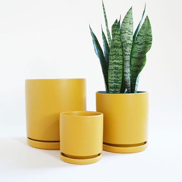 On a cream background is three different sized ceramic pots with removable water trays and one is filled with a green snake plant. 
