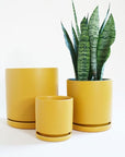 On a cream background is three different sized ceramic pots with removable water trays and one is filled with a green snake plant. 