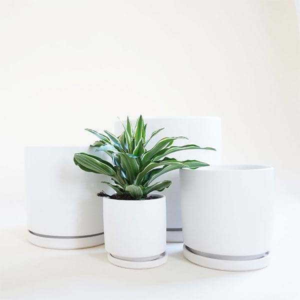 On a white background is four different sized ceramic planters with removable trays at the bottom for watering. In this photo, the smallest of the planters is holding a small house plant inside.