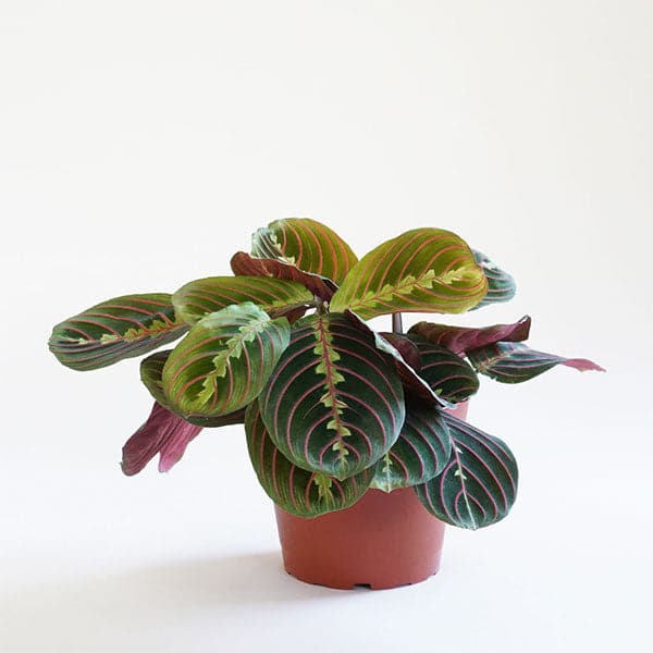 A 6&quot; Red Maranta Prayer Plant in its grow pot photographed in front of a white background.