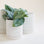 three simple white pots in various sizes sit on a white ground. the smallest pot in front has a soft green satin pictus plant placed in it. 