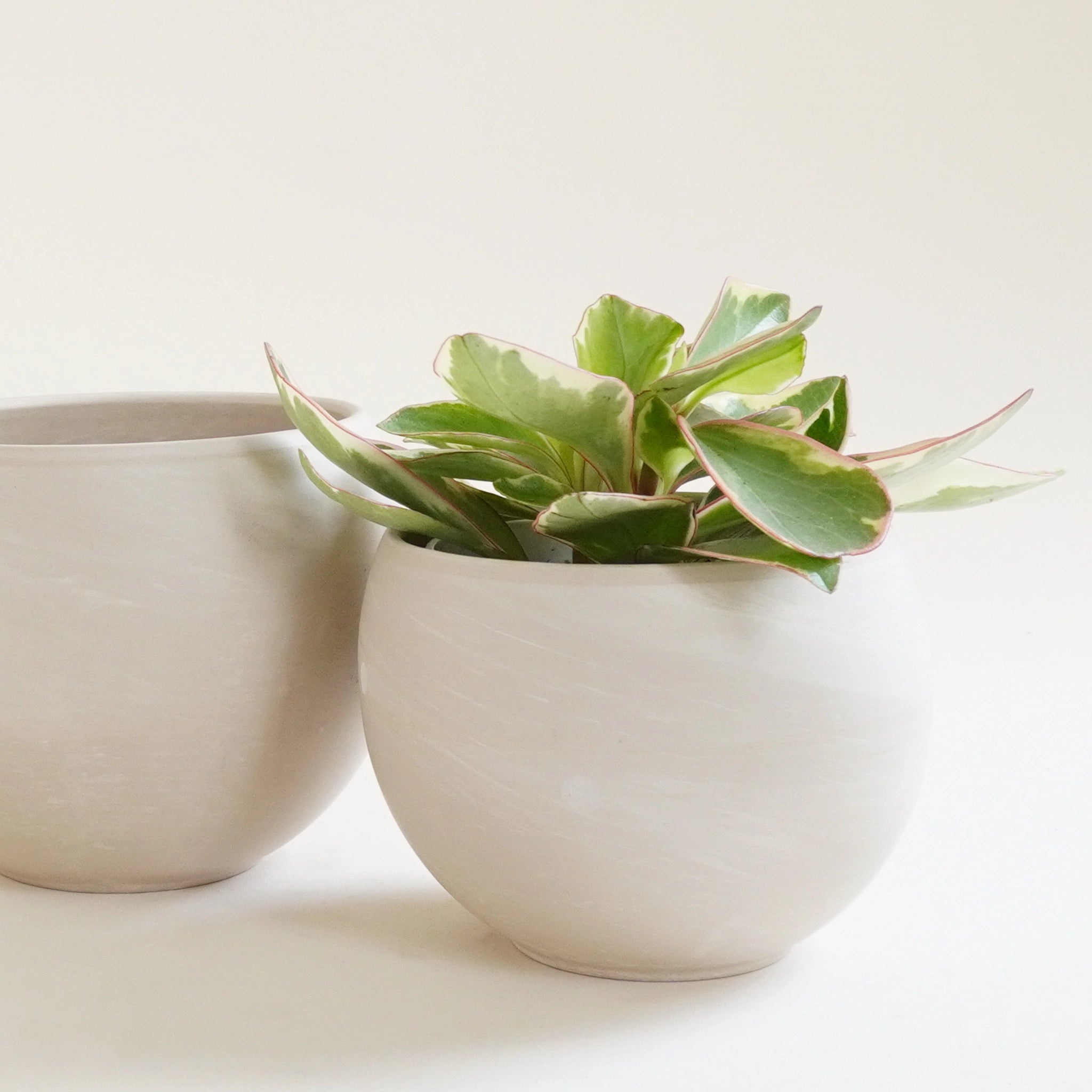 Two round tall bowl shaped beige colored pots, one is slightly larger than the other, and one is holding a small leafy house plant with light and dark green leaves.