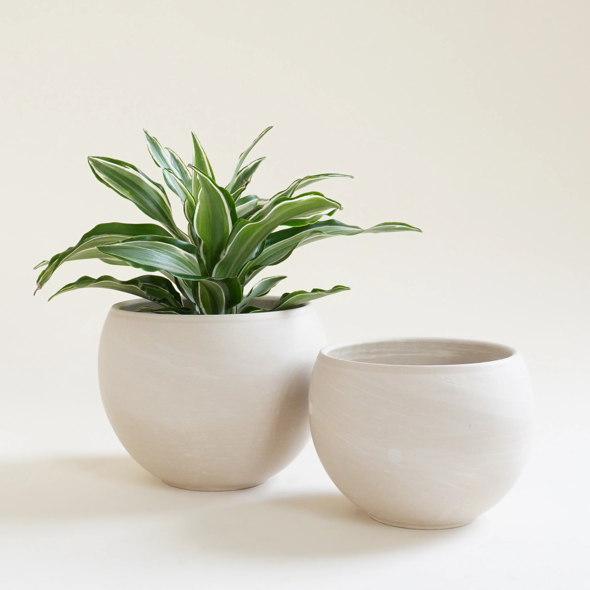Two round tall bowl shaped beige colored pots, one is slightly larger than the other, and one is holding a leafy house plant with dark and light green striped long leaves.