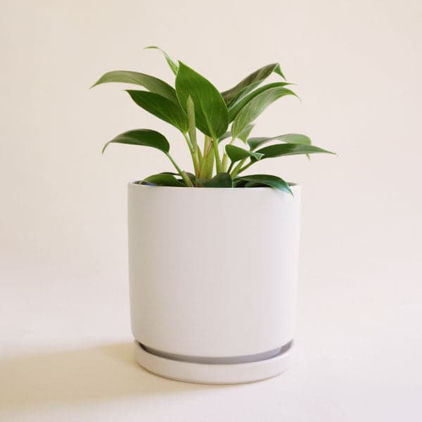 In front of a white background is a round white pot with a matching tray. Inside the pot is a philodendron brikin. The light green stems are tall and stick straight up. The leaves are green and pointed at the top. 