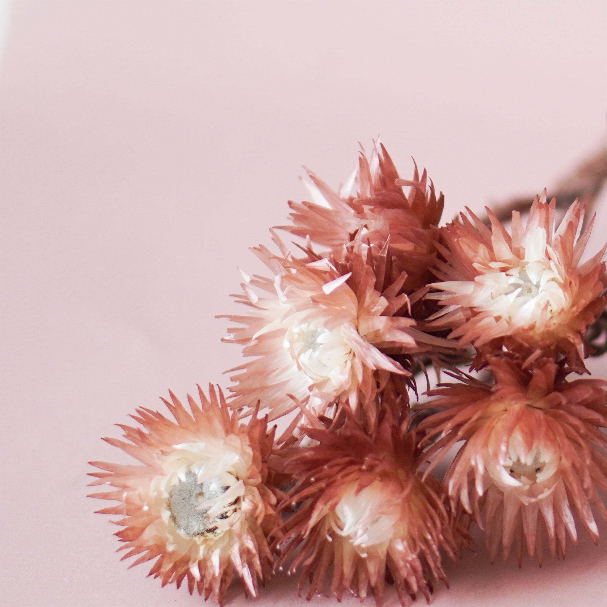 On a pink background is a bundle of dried pink daisies. 