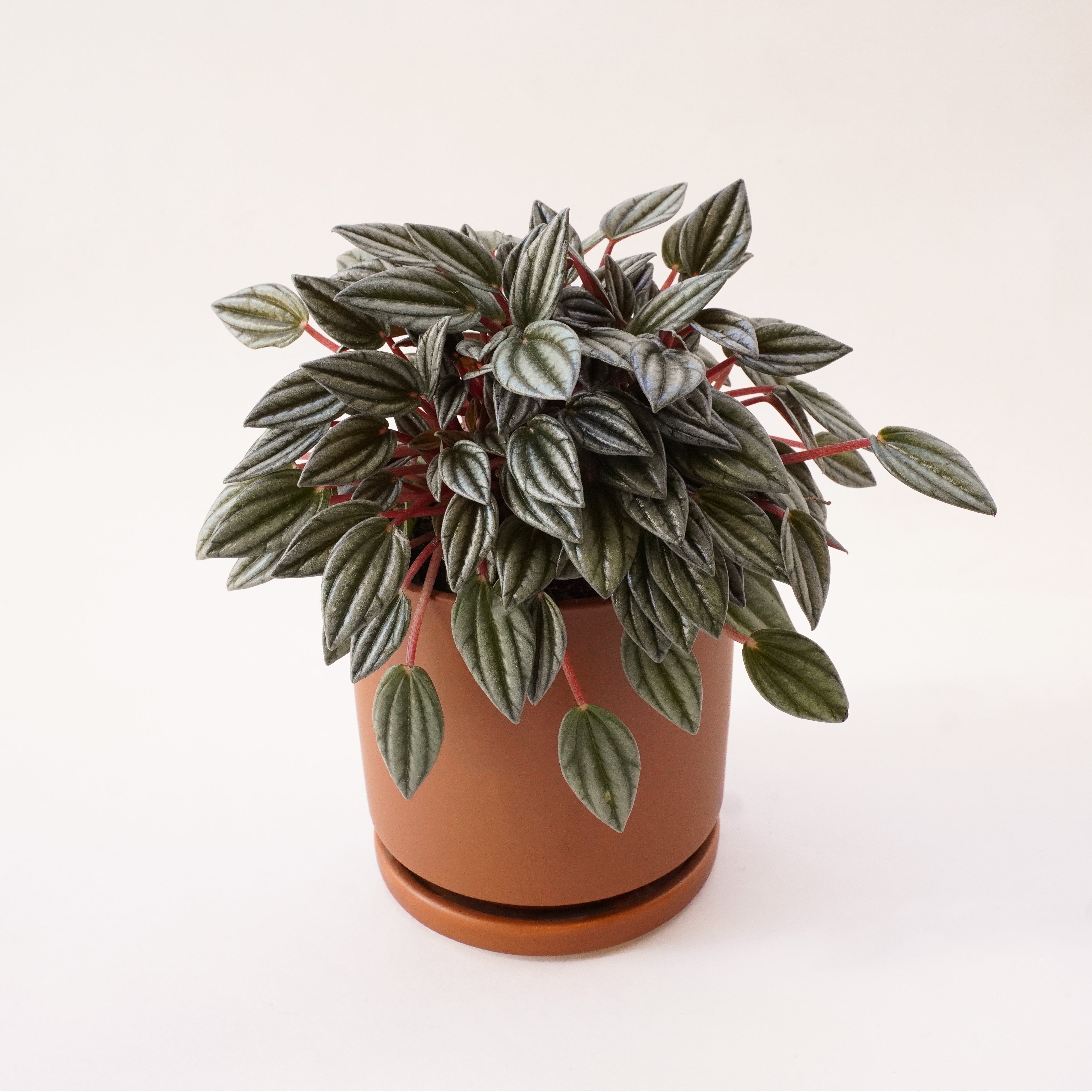 On a white background is a Peperomia San Marino in a terracotta planter not included with purchase. 
