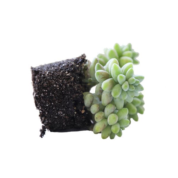 donkey succulent Sedum