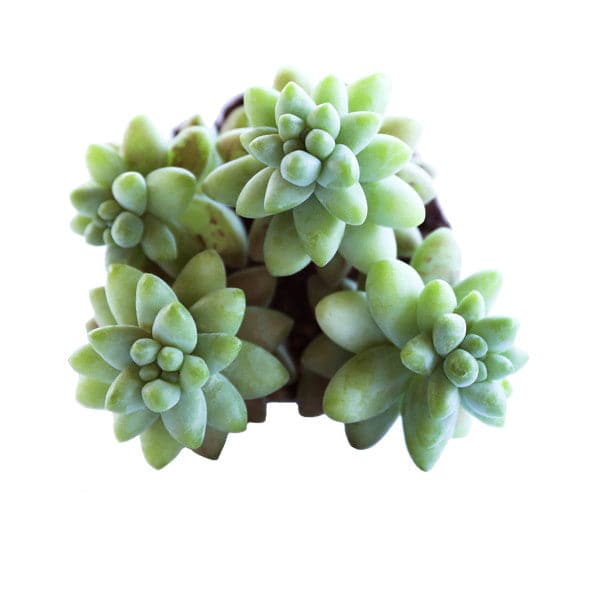 On a white background is an arial view of a Donkey Tail Succulent.